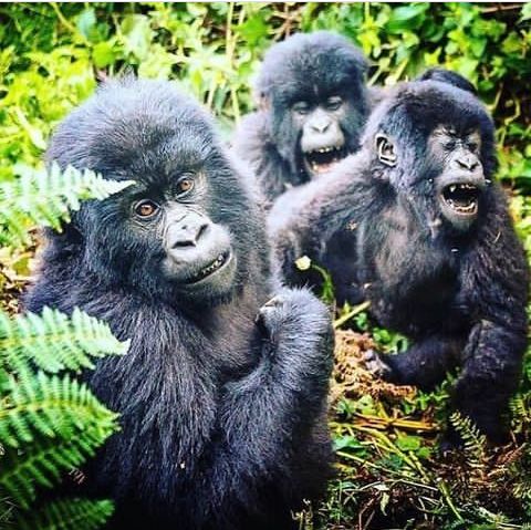 Kigali Gorilla Trek