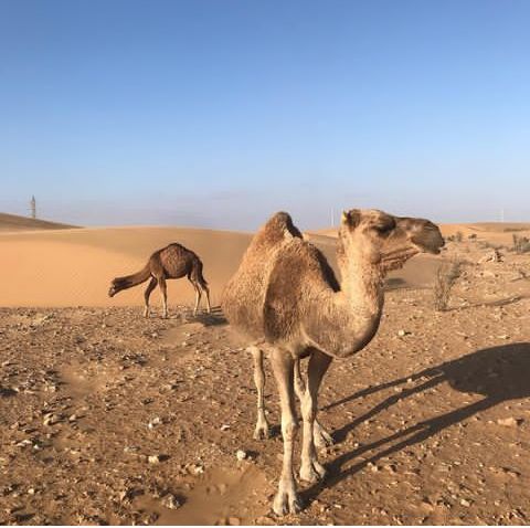 Western-Sahara-Travel-Guide-3